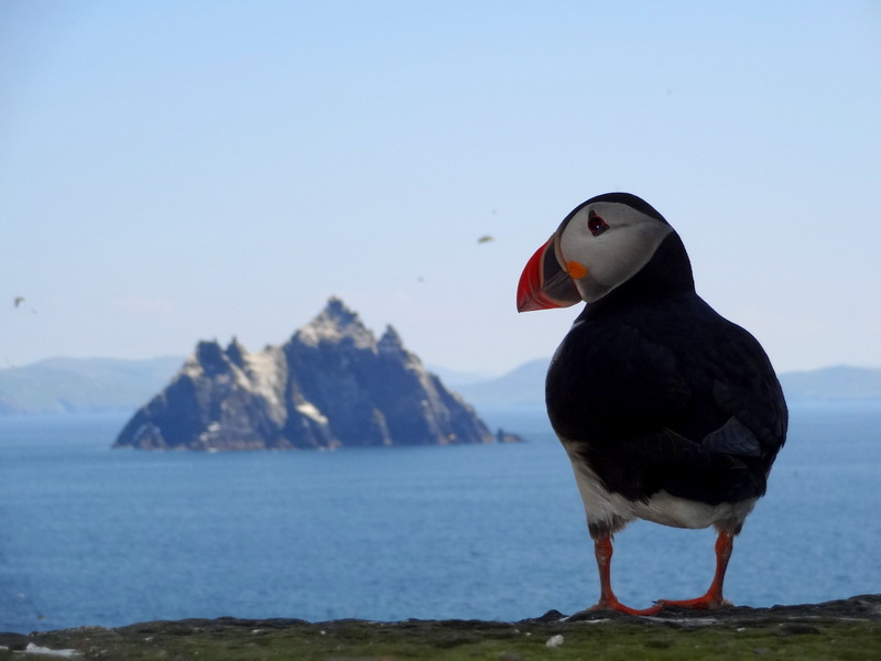 puffin with a view of little skelligs
