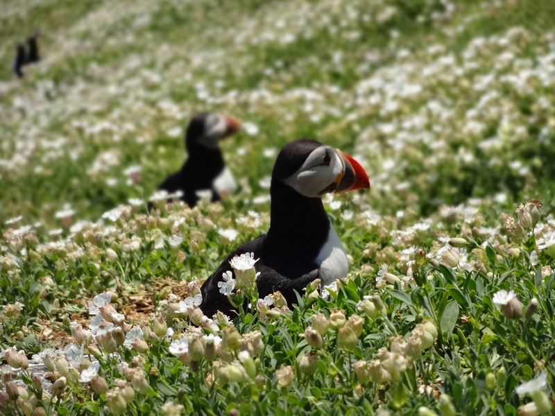 puffins in the grass, skelligs ireland
