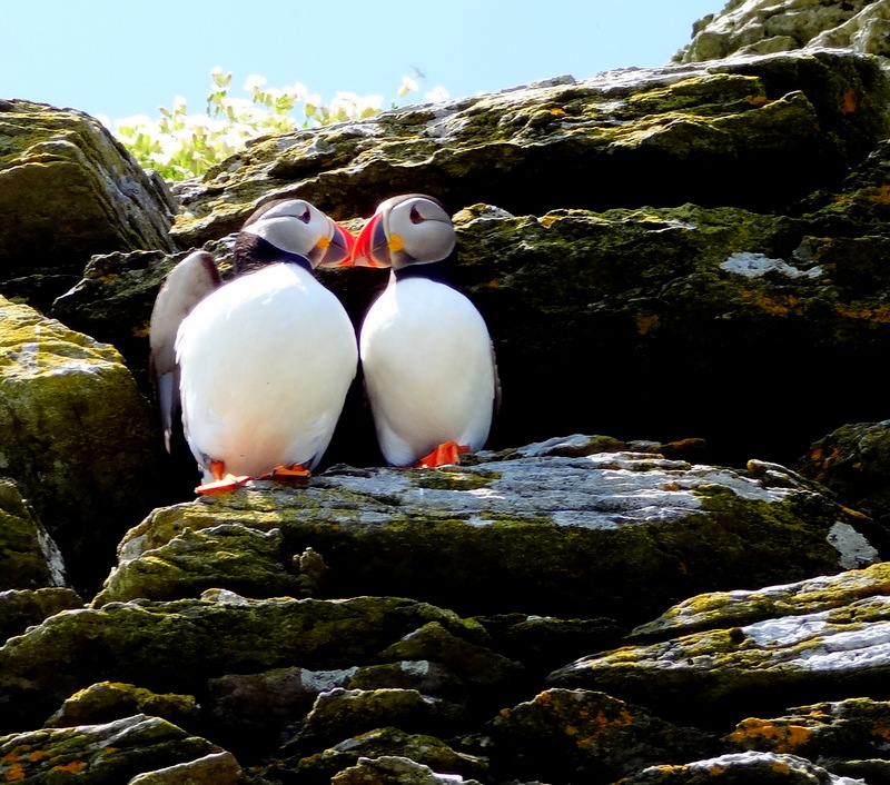 puffins kissing