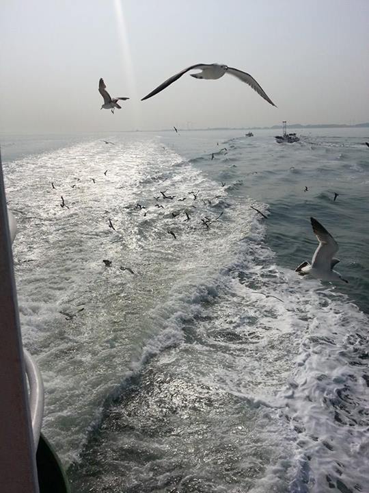 seagulls ferry 1