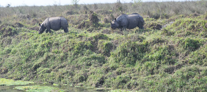 1-Rare-animal-one-horned-rhino-in-Chitwan-National-Park