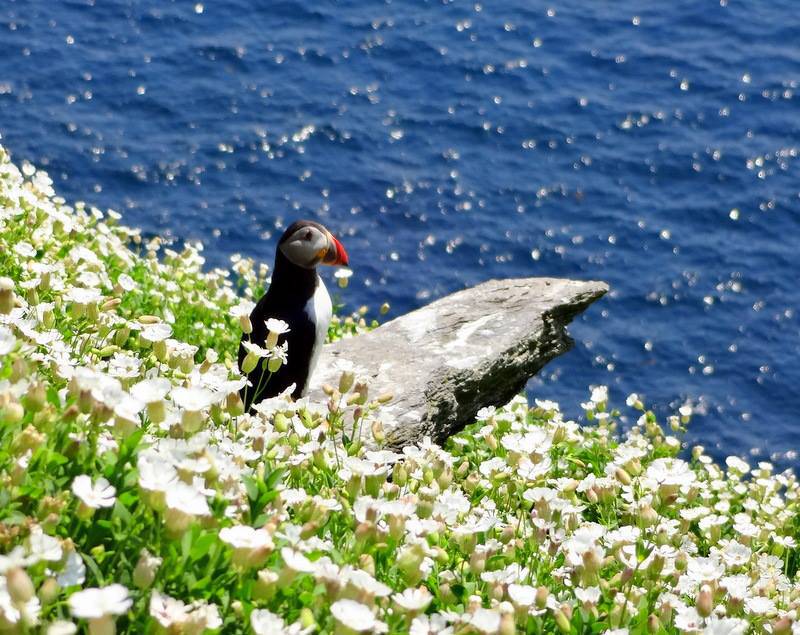 puffin skellig michael colour