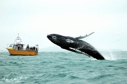 whale-watching-west-cork
