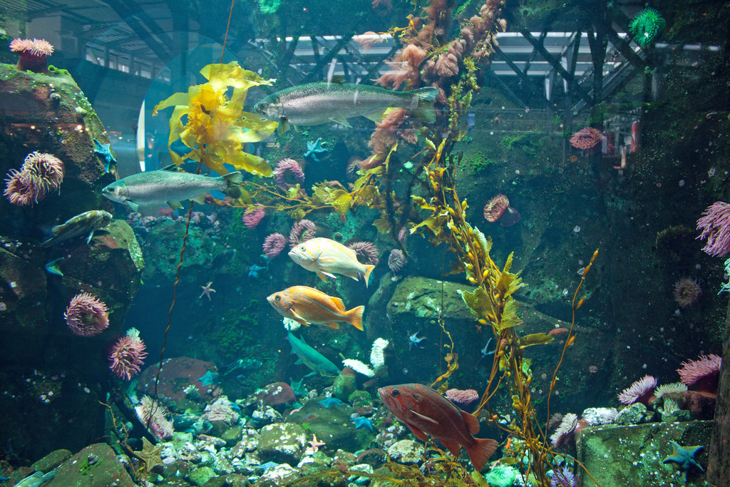 vancouver-airport-aquarium
