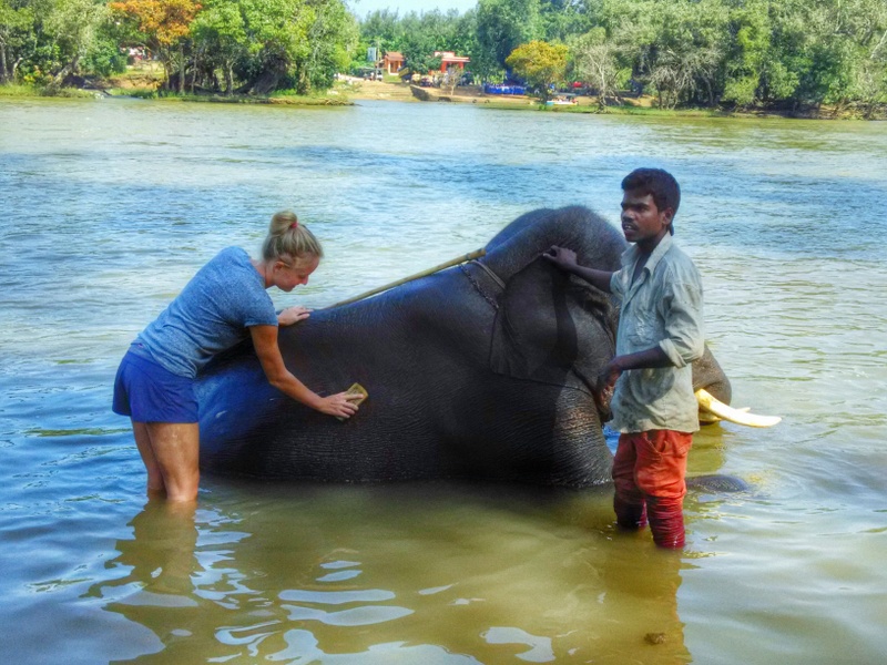 bathing elephants in dubare coorg karnataka