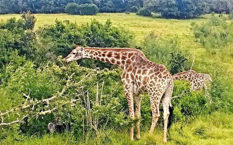 giraffe-safari-game-drive