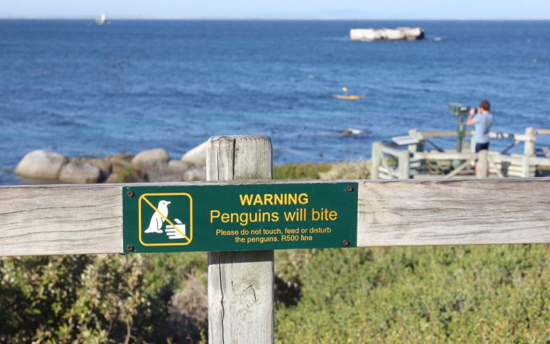 penguin-bite-warning