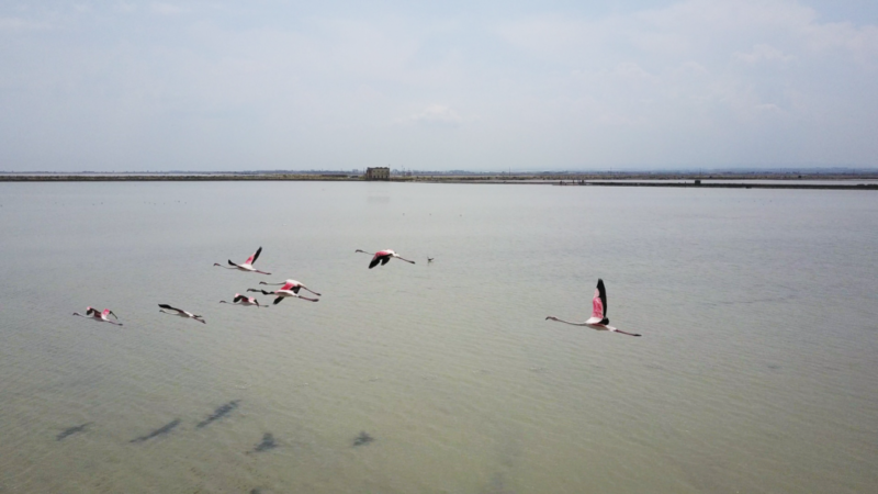 flying flamingos puglia