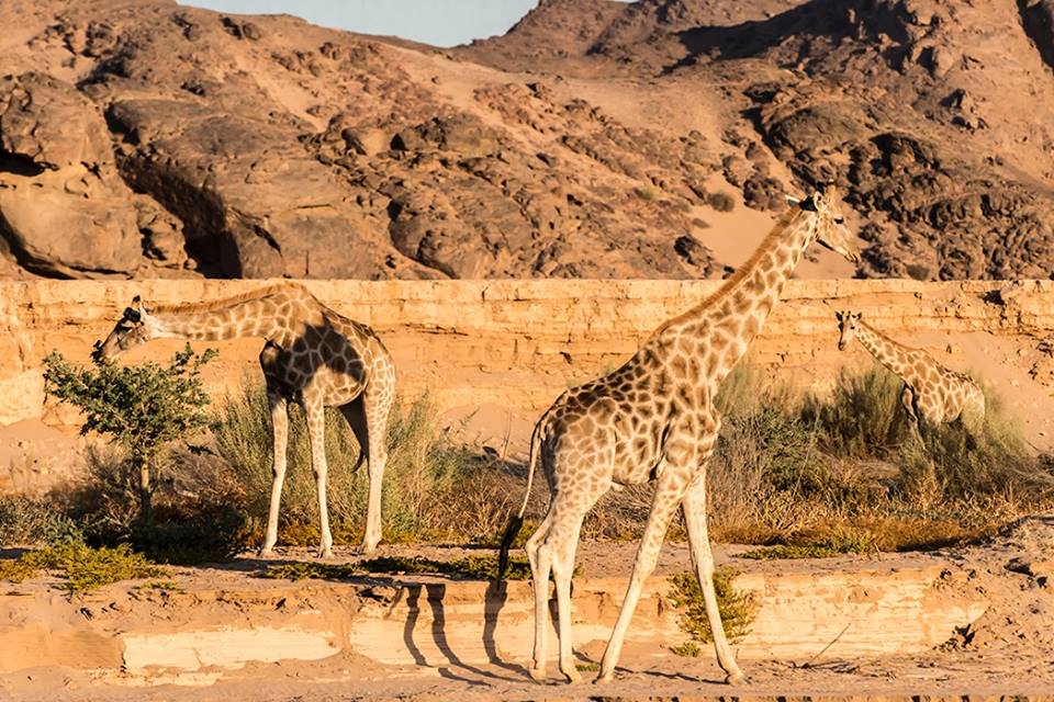 giraffe conservation namibia