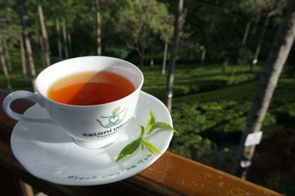 pedro tea estate tea