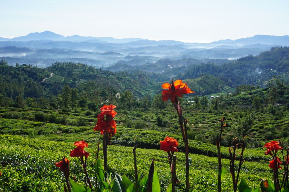 Nuwara Eliya: Tea Plantations, Waterfalls and Little England