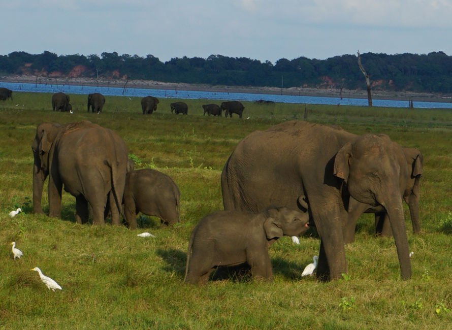 sri lankan elephants mama and baby