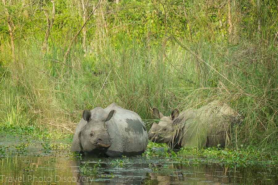 chitwan national park rhino