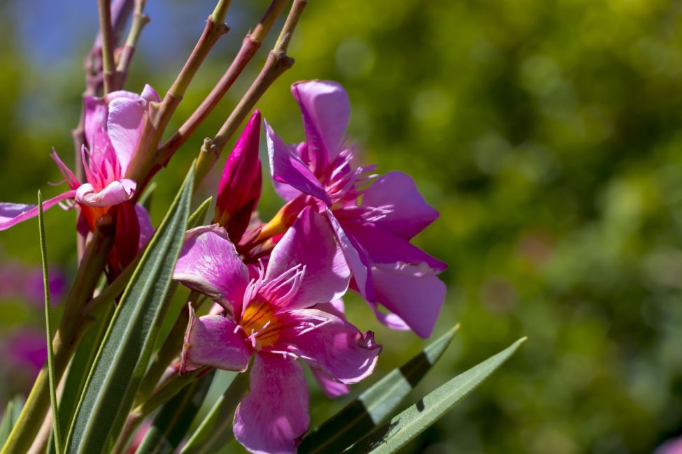 crete botanic garden flowers