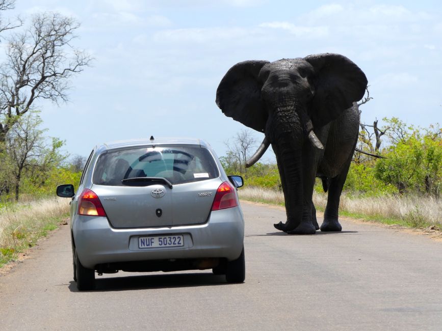 elephant car kruger national park