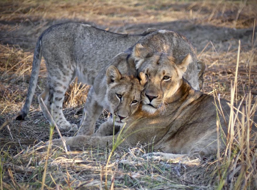 lions in kruger national park