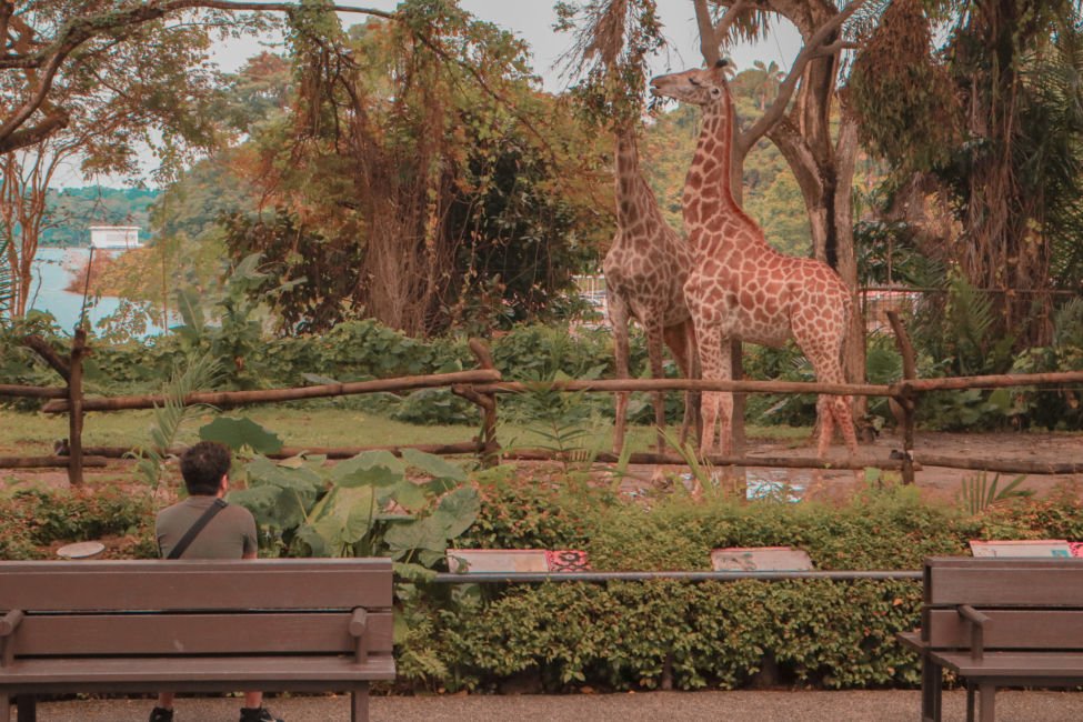 giraffe at singapore zoo