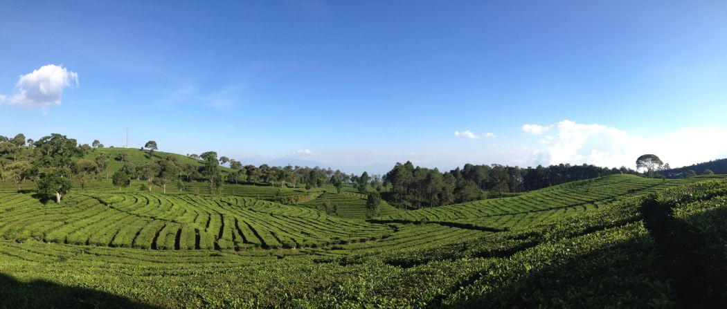 bandung tea plantations