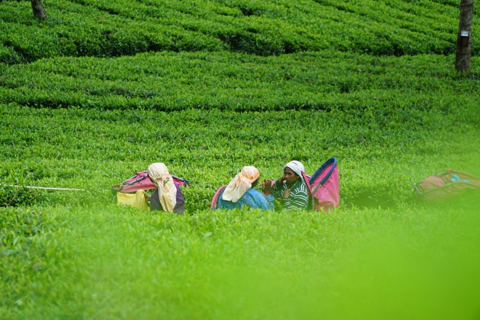 Fun Things To Do in Nuwara Eliya – Sri Lanka’s Lush Tea Country