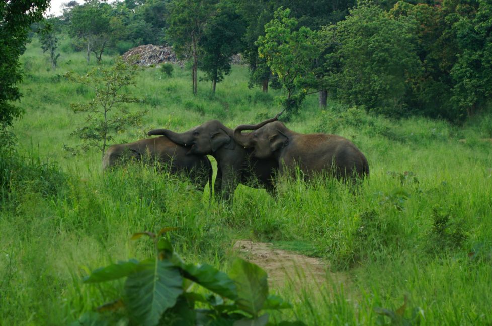 wild elephants sri lanka