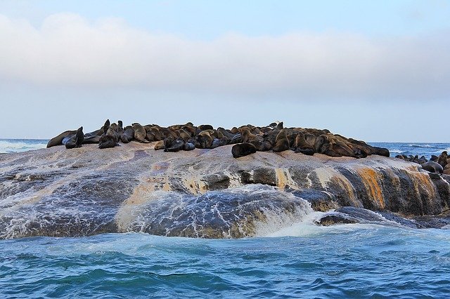 seal island South Africa