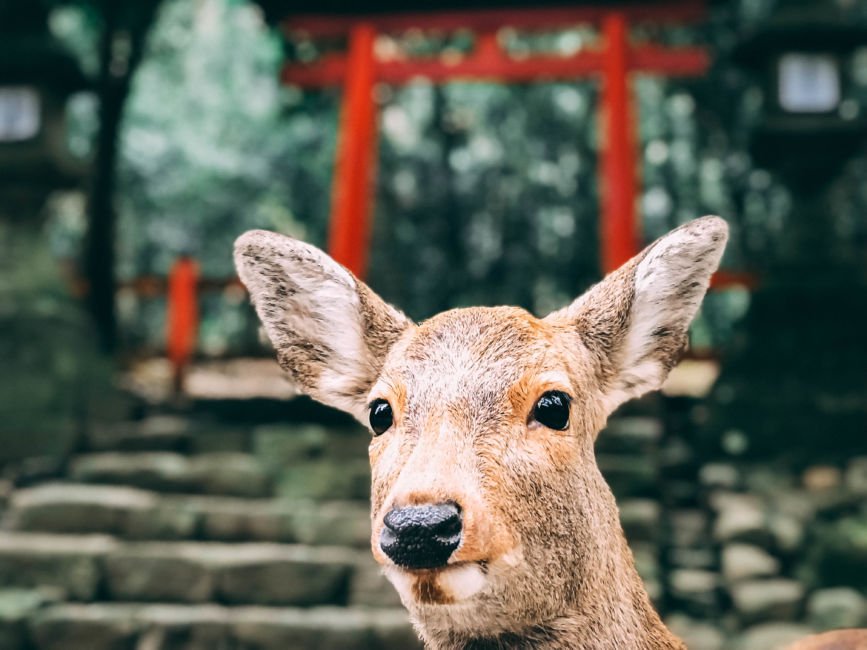 17 Unique Things To Do in Nara + Food Guide and Travel Tips!