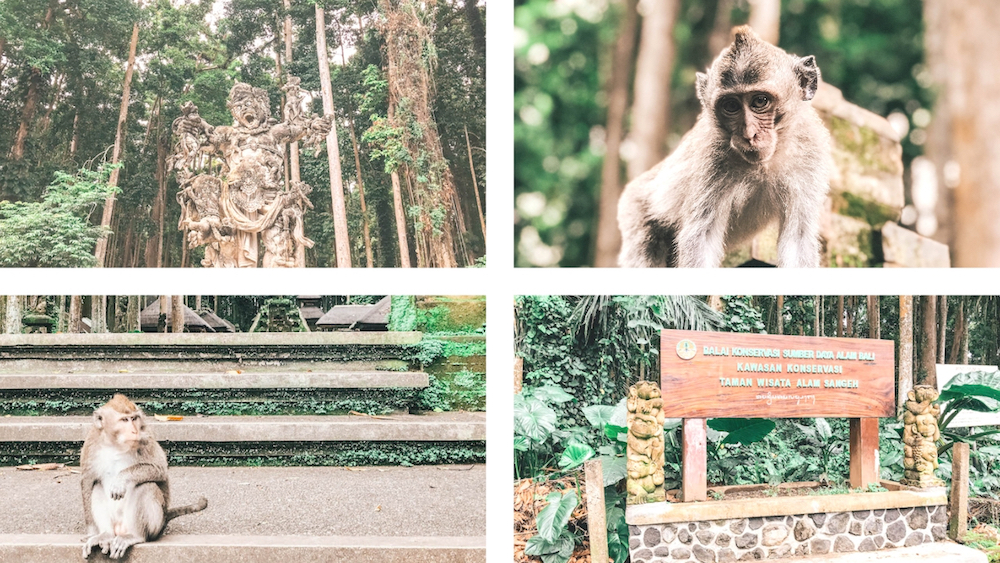 sangeh monkey forest