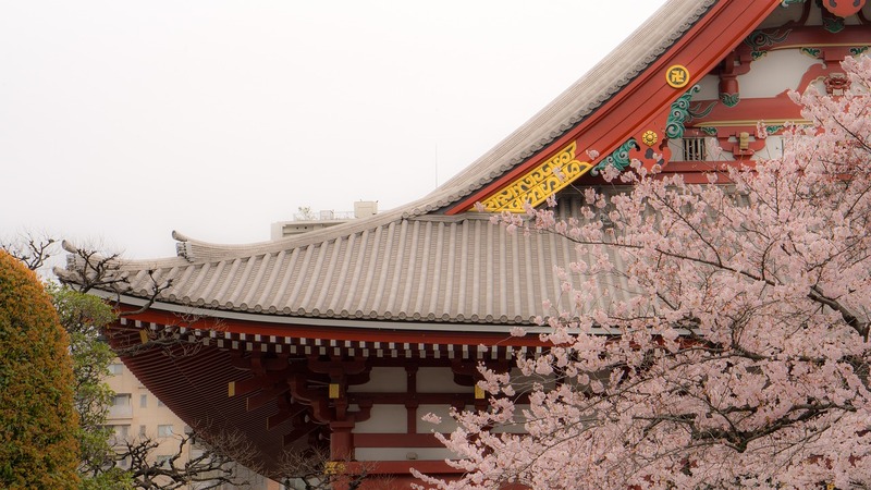 asakusa-blossoms-temple