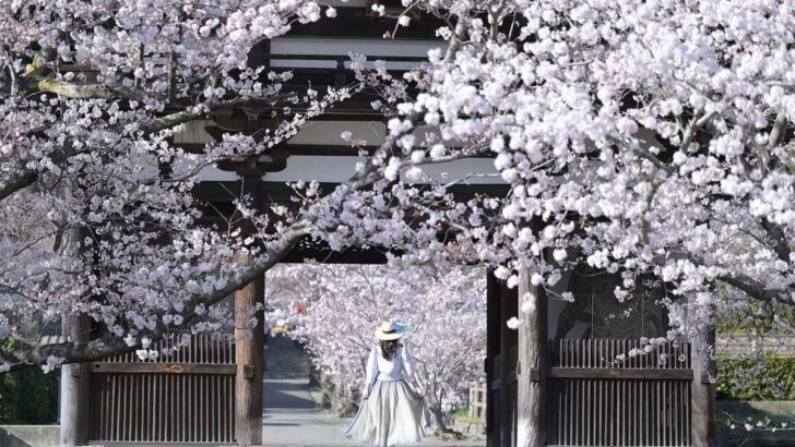 Spring in Japan | 10 Delightful Seasonal Activities and Destinations