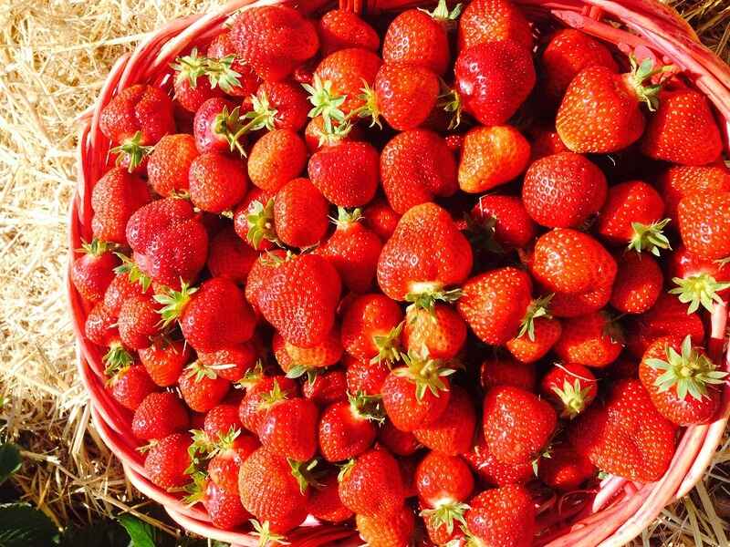 Tokyo Strawberry Park strawberries